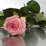 USA Poppy Basics USA,,:Boxed Sweet Moments Long Pink Roses